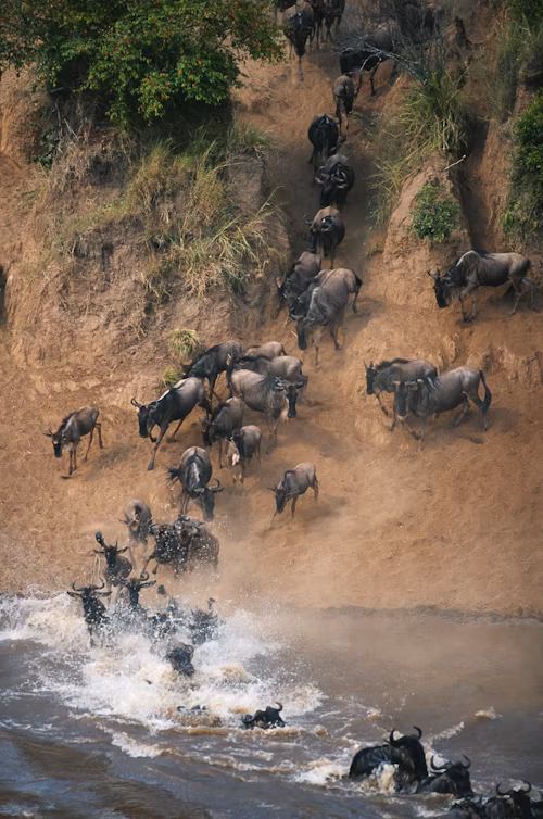 big five  animal in rwanda akagera national park